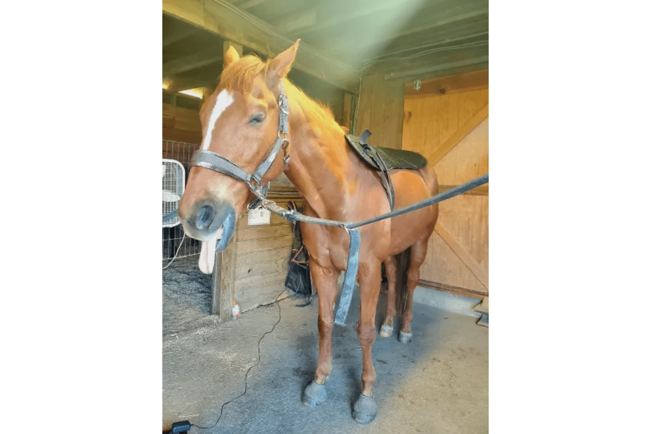 Oxford Medical Instruments OMI PEMF Full Equine Package: Blanket, Shoulder Band, Neck Wrap, Rear Leg Wrap, Front Leg Wrap - PEMF-HPK